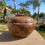 Thumbnail: Bowl with Lid (Live Oak)