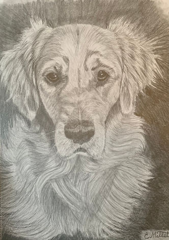 Pet Portraits