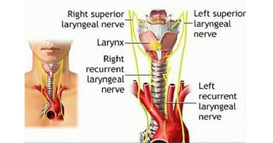 Laryngeal-Nerve-Supply.jpg