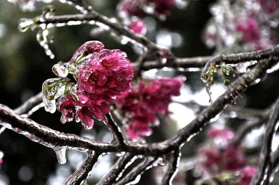 Frozen Beauty 
