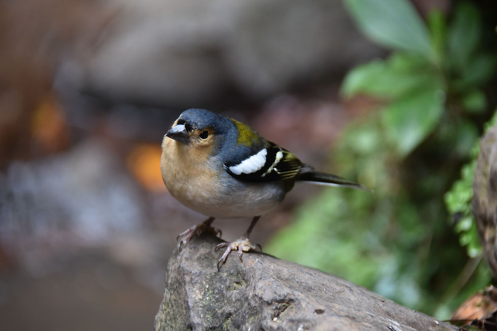 Madeira Chaffinch