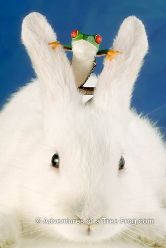 Rabbit Ears | Frogs Doing Things