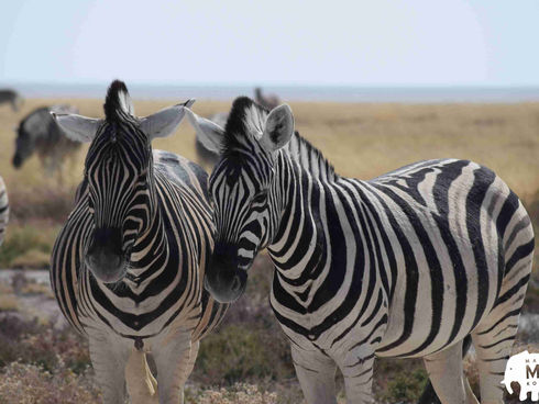 Velká africká pětka cestou k Viktoriiným vodopádům
