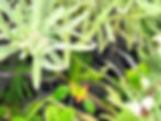 January Blooming Plants, Bahia Honda State Park, Florida Keys