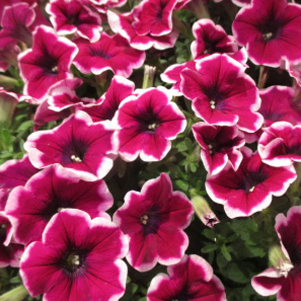 Миниатюра: Петуния Crazytunia