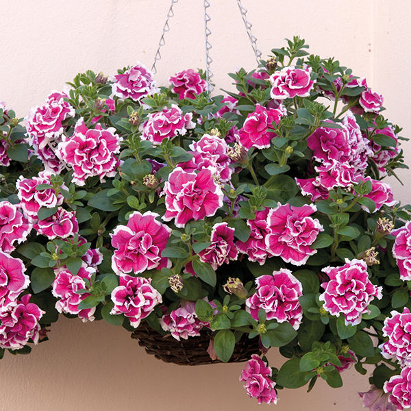 Миниатюра: Петуния Tumbelina