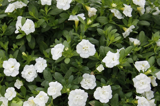 Миниатюра: Калибрахоа Calita Double