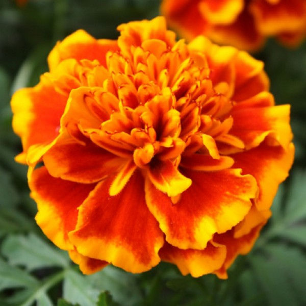 Миниатюра: Бархатцы отклоненные Бонанза