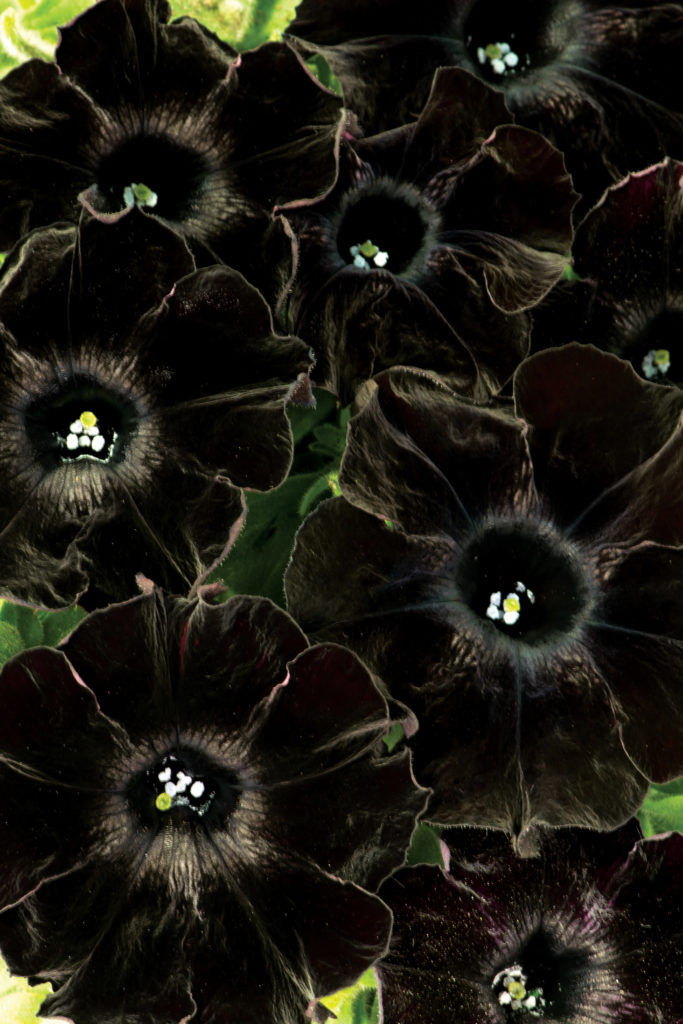 Миниатюра: Петуния Crazytunia