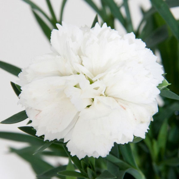 Миниатюра: Гвоздика Colores