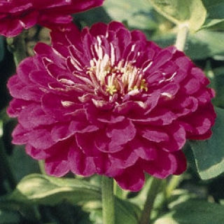 Миниатюра: Цинния Гиганты Бенари