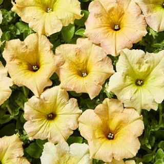 Миниатюра: Петуния ампельная Даймонд