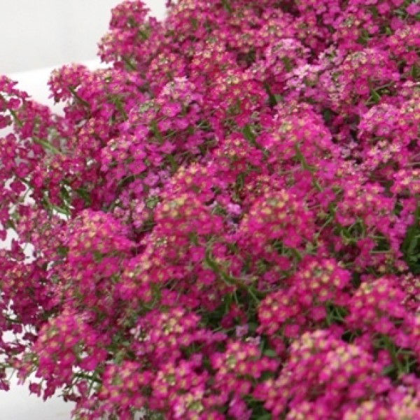 Миниатюра: Алиссум Эстер Боннет