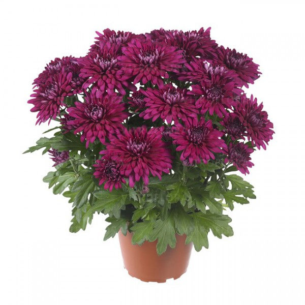 Миниатюра: Хризантема Chrystal