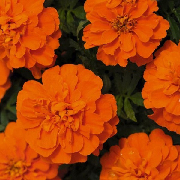 Миниатюра: Бархатцы отклоненные Бонанза