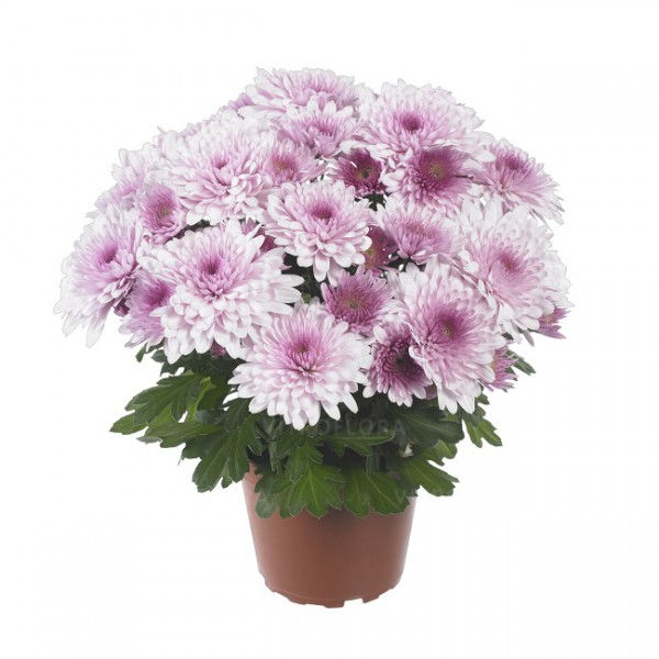 Миниатюра: Хризантема Chrystal