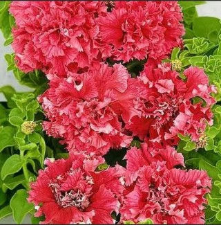 Миниатюра: Петуния махровая Дабл Каскад