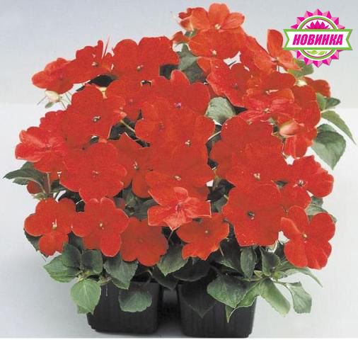 Миниатюра: Бальзамин Баланс