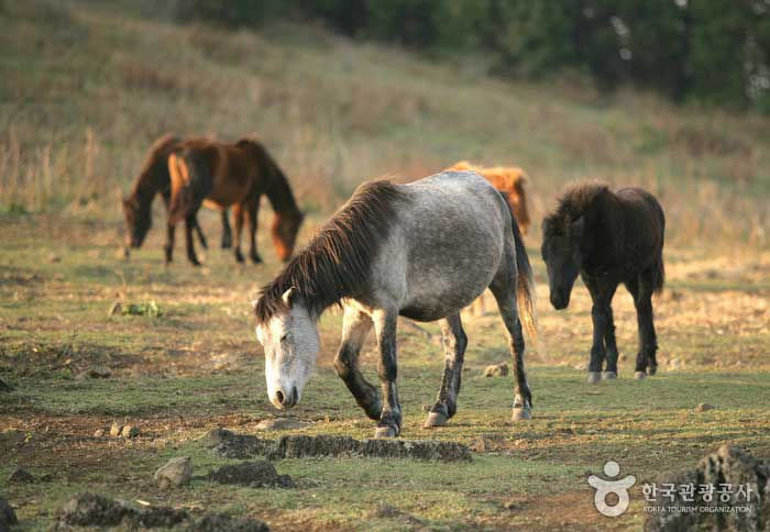 Thumbnail: 1 day Jeju Island Private Tour for East course with Korean Black pork Barbecue
