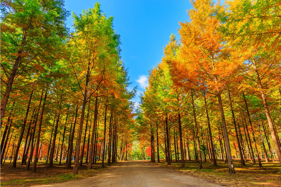 Thumbnail: Nami Island + Mt. Seorak National Park tour