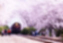 Spring 6 days Cherry Blossom Jeju+Busan+Jinhae+Gyeongju on 31 Mar to 10 Apr