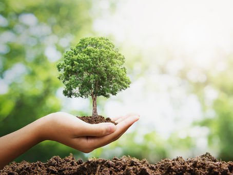 SUSTENTABILIDADE: AÇÕES QUE PODEM MUDAR O FUTURO.