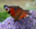 Peacock.JPG