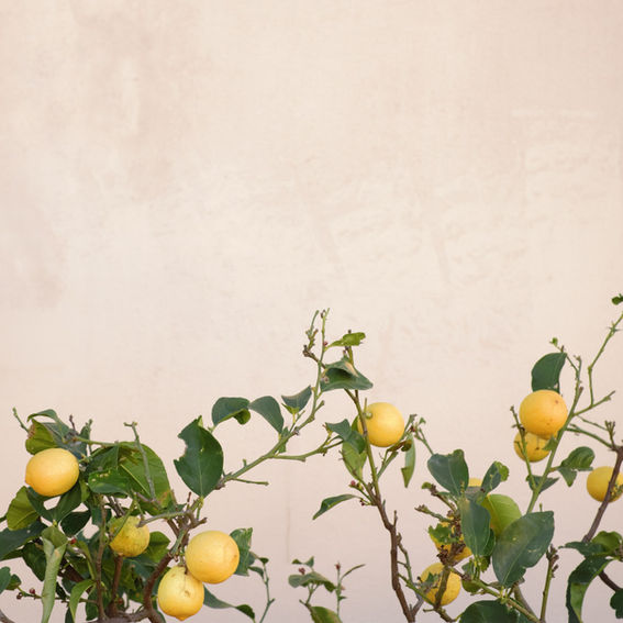 limon 01.jpg