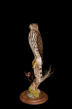 cooper's hawk