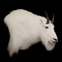 Mountain Goat.jpg