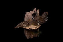 spruce grouse.JPG