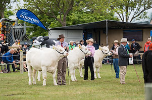 cattle exhibitor nz