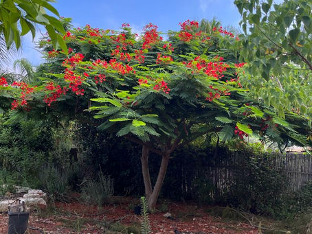 פלייר ומברג השריטה שלי 20/100