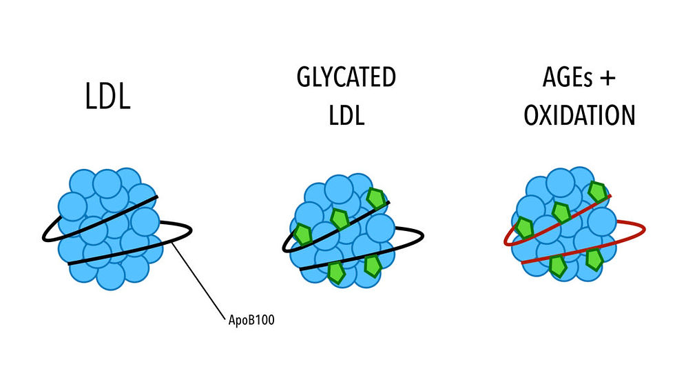 ציור של LDL רגיל, איור של LDL שעבר חמצון ועוד אחד שעבר גליקציה