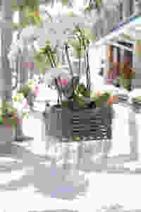 Wooden crate box containing Spanish moss hanging on the sides and a white orchid