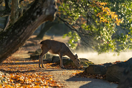 kanenori-sika-deer-5772242.jpg