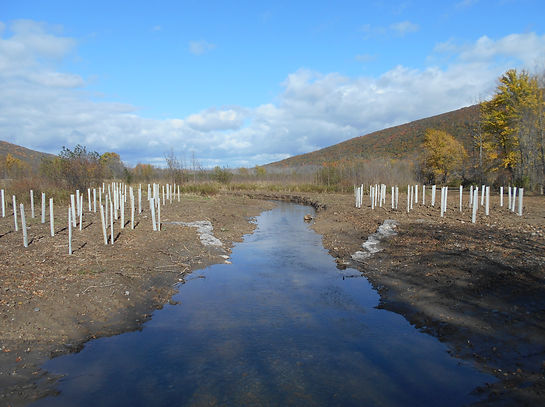 Tree planting at Honeoye Inlet