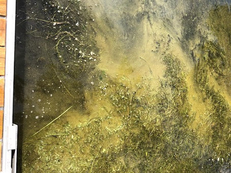 August 3, 2020 Honeoye Lake Update (Click Here)