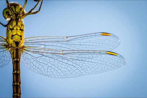 Close-up of a dragonfly with outstretched wings, symbolising flow thinking, balance, and integrated creativity that supports sustainable scale-up growth - OSER