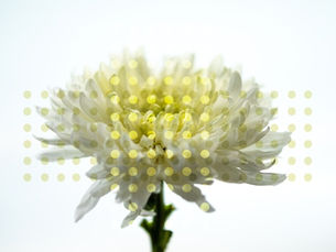 Lotus flower with digital circles graphic