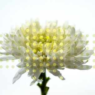 Lotus flower with digital circles graphic