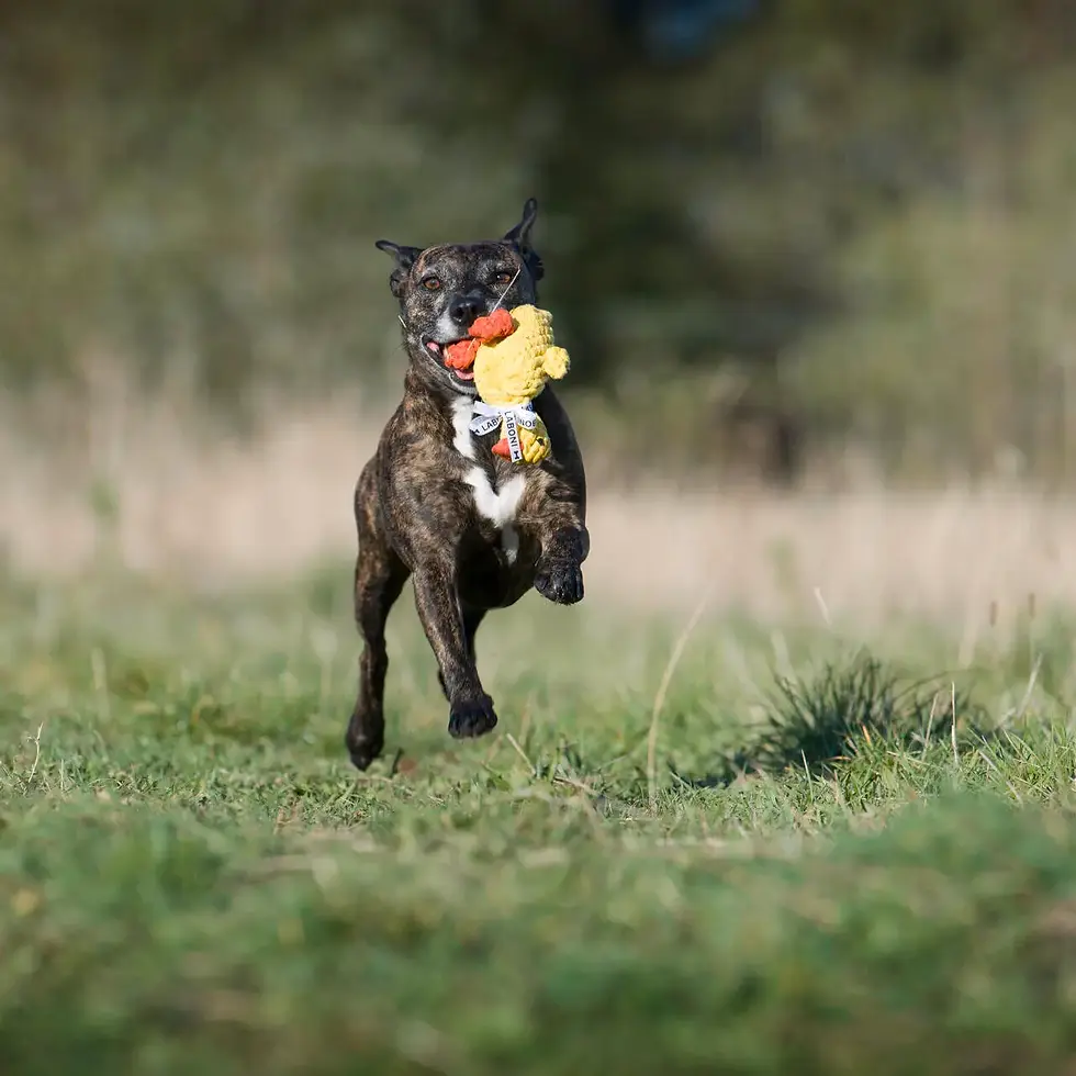 Miniaturbild: ⭐️ Hundespielzeug - Emma Ente
