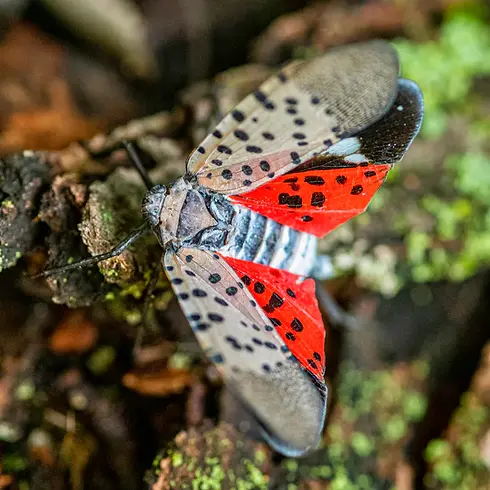 spotted lanternfly.webp