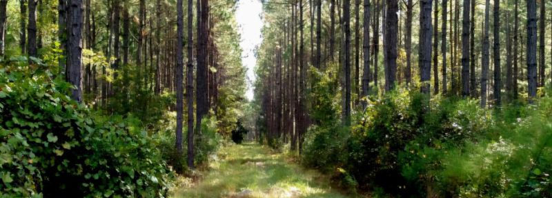 Harvesting for a strong woodland.jpg