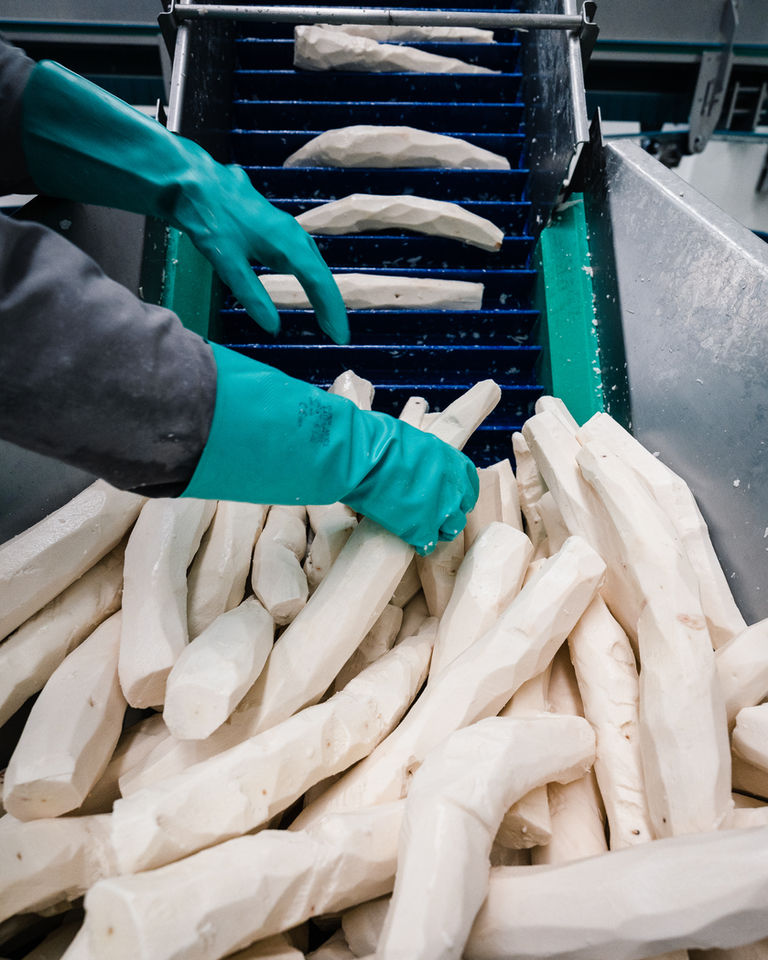 Peeled cassava in production line