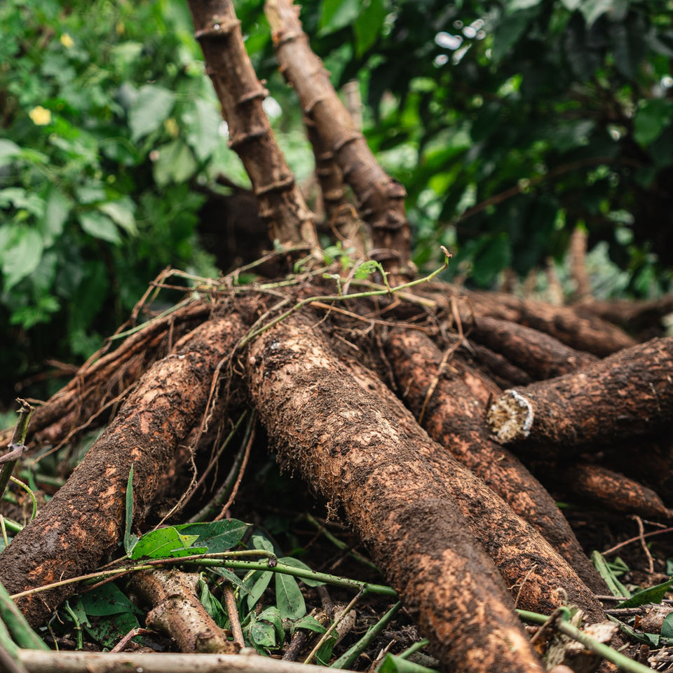 Raw cassava after being harvested