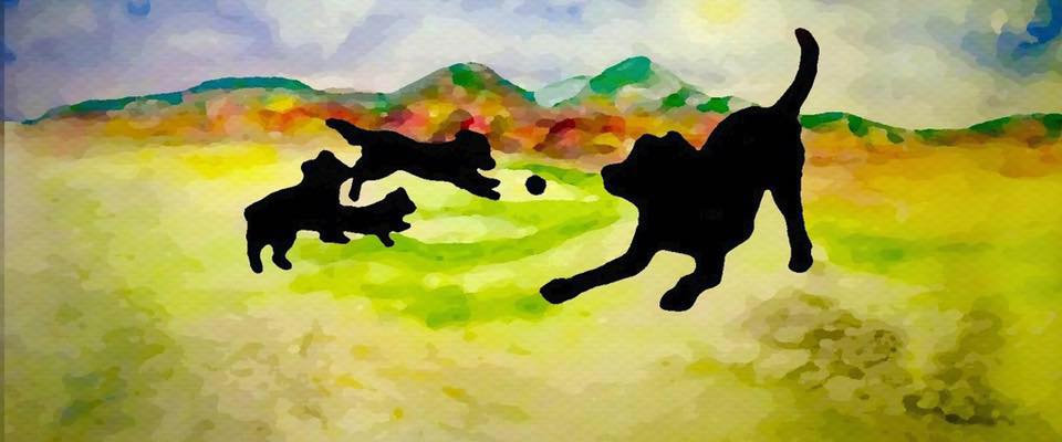 Vermont Dog Festival