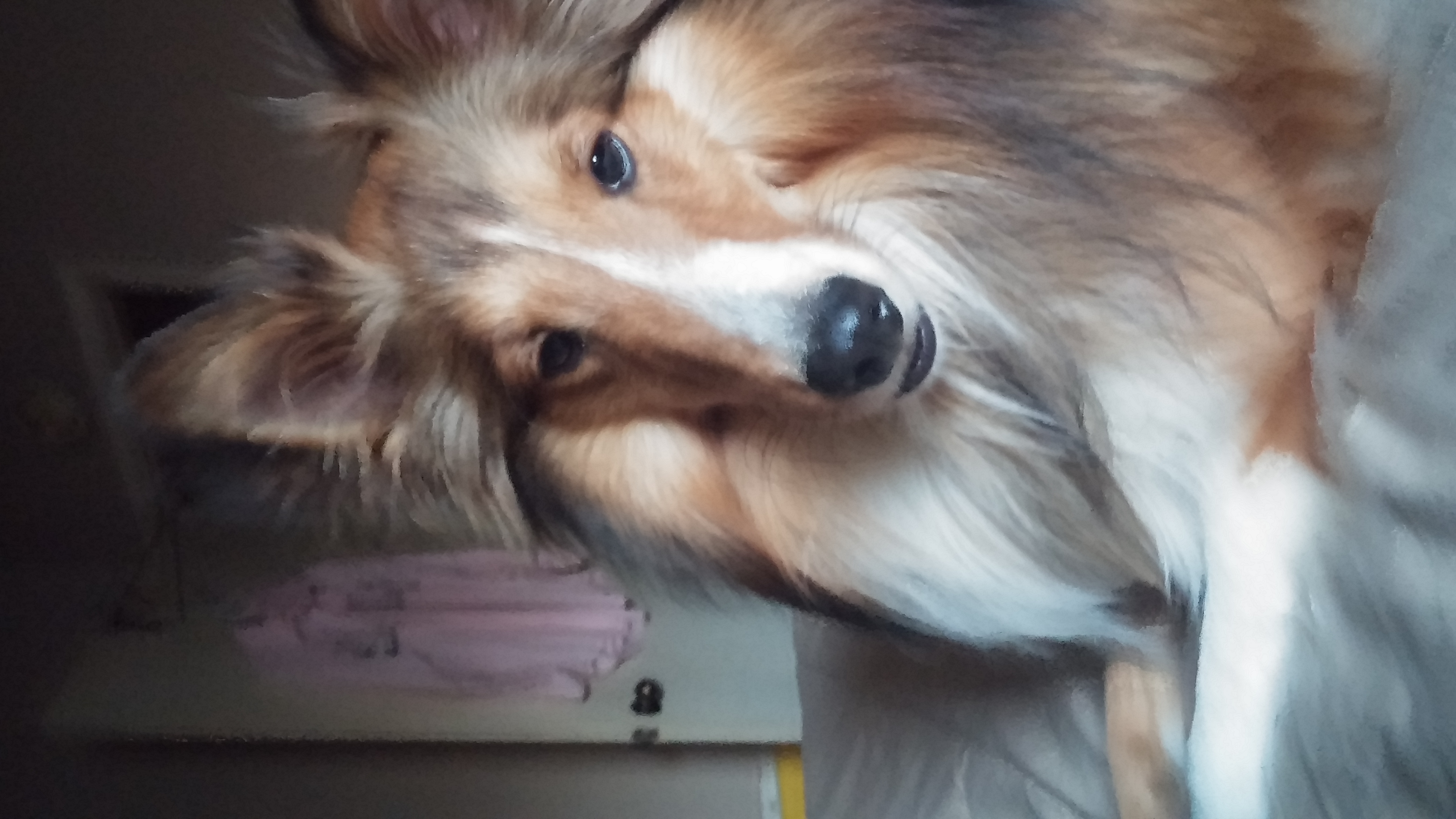shadrach