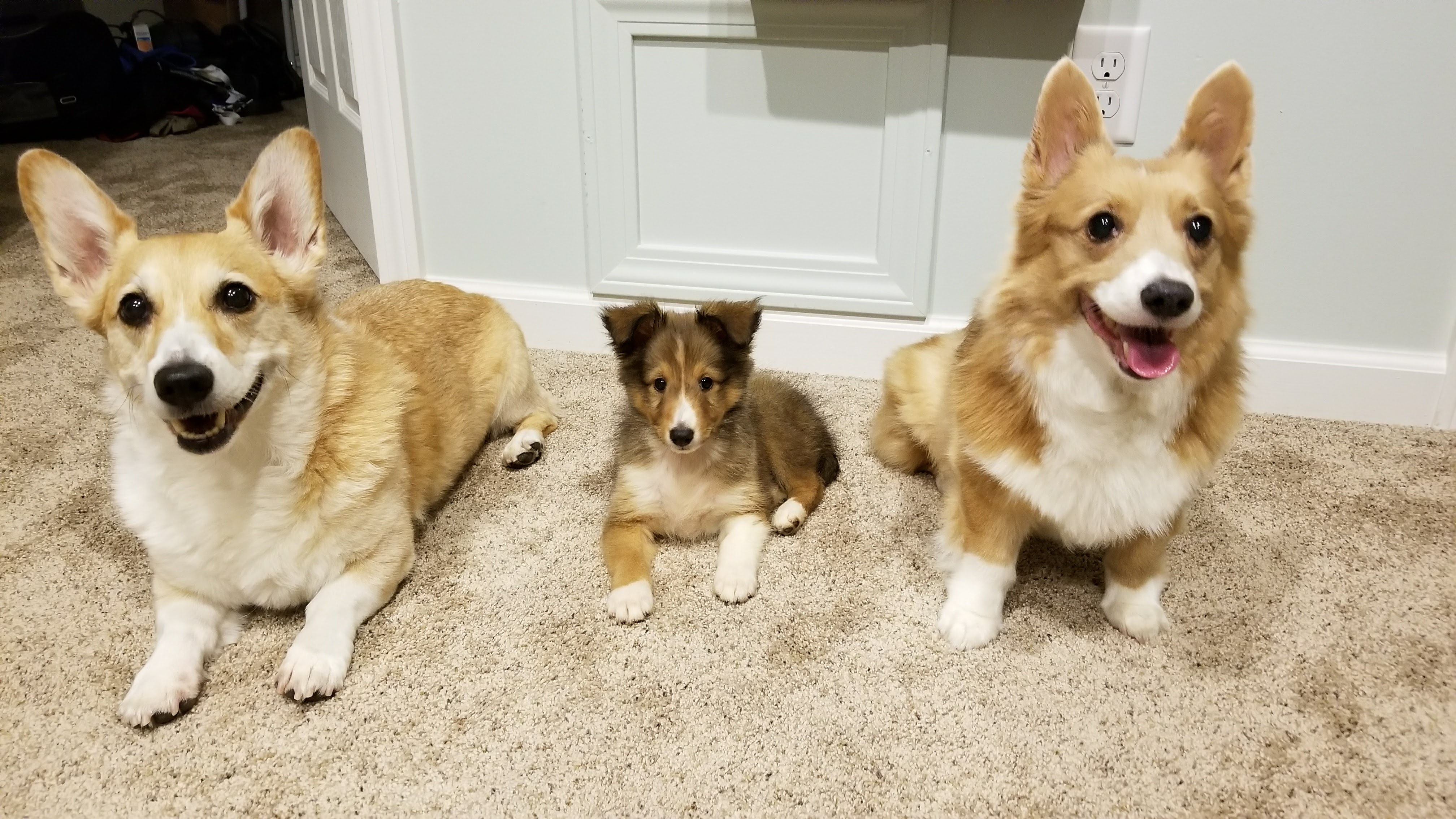 Tinsel, Toffee and IX