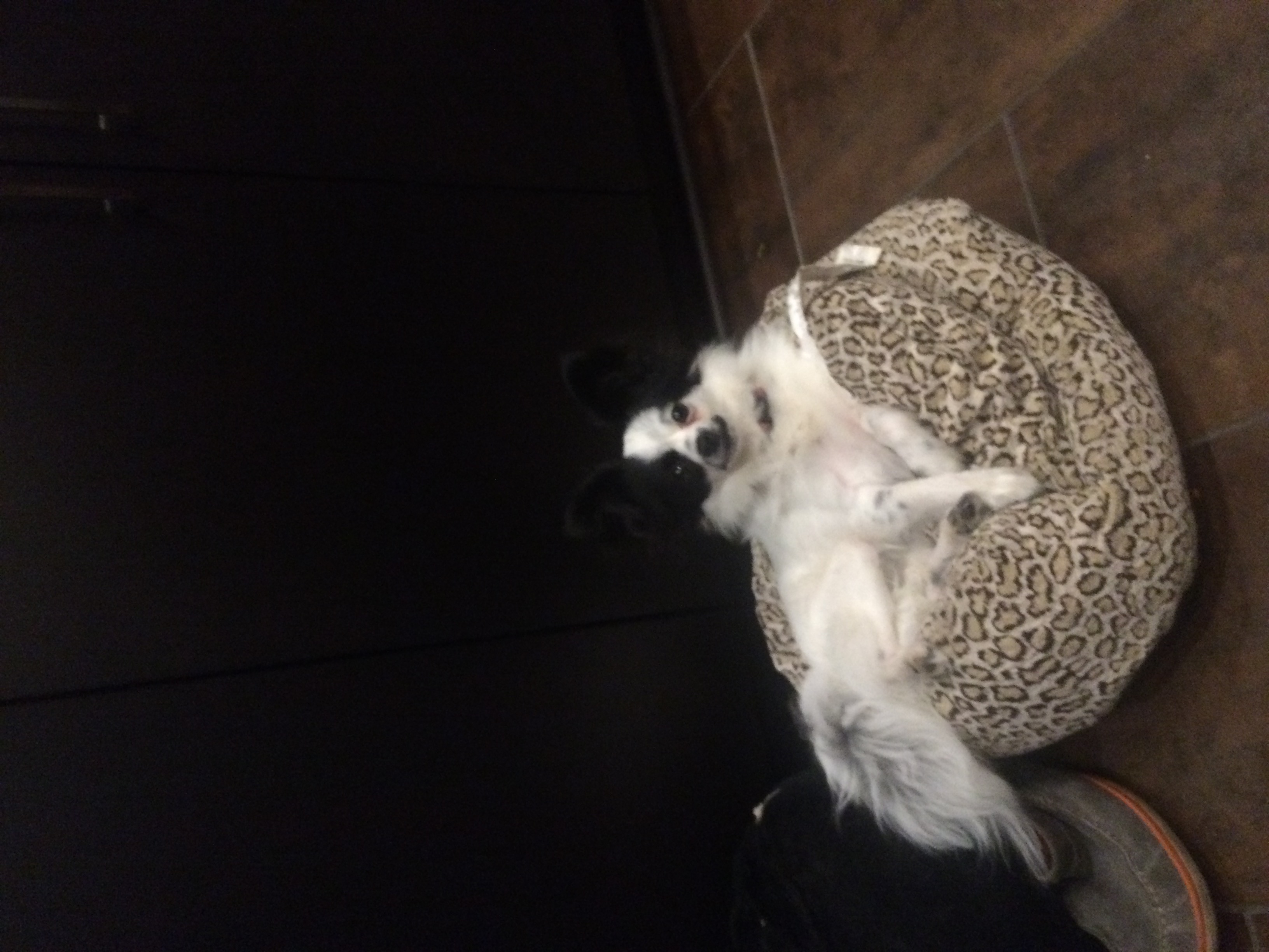 Josie